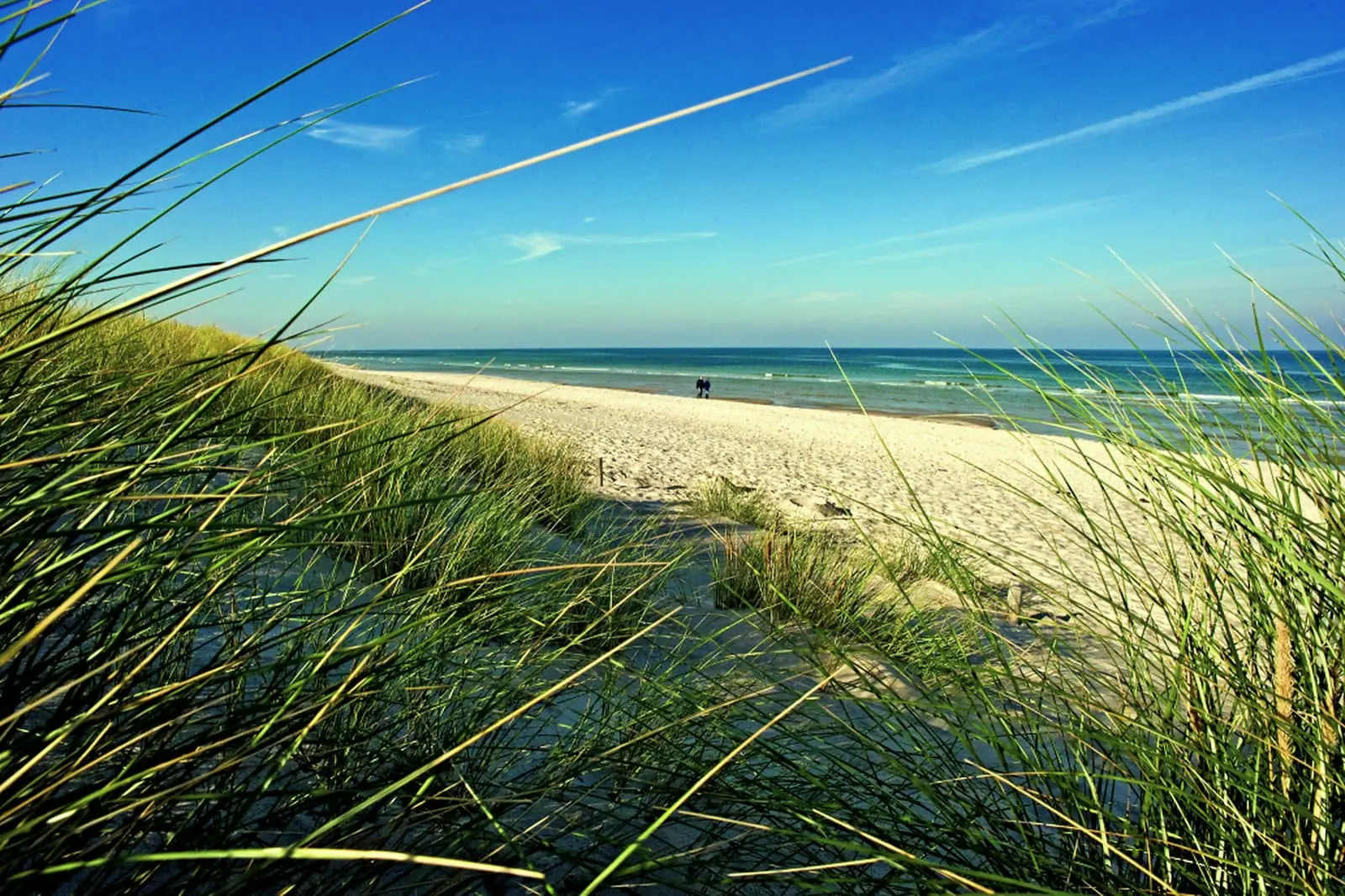 Dünen mit Strandhafer und weitem Ostseestrand auf Fischland-Darß-Zingst
