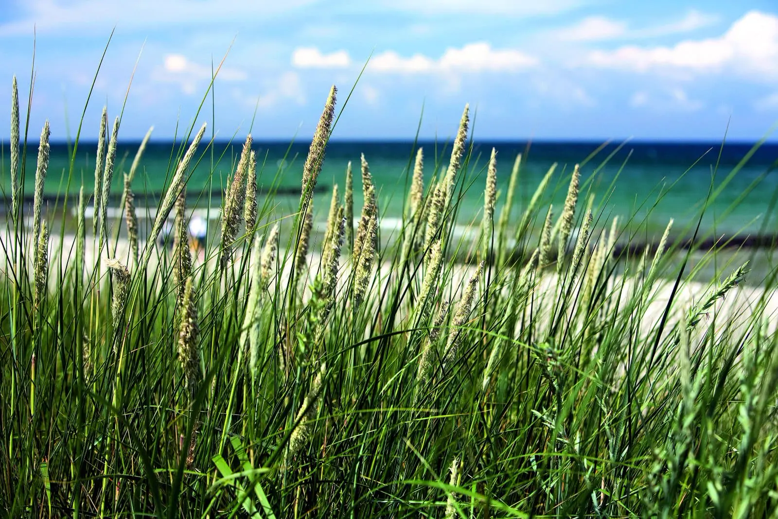 Strandhafer in den Dünen am Ostseestrand bei Ostseebad Dierhagen